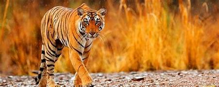 Mudumalai Adventure Tour